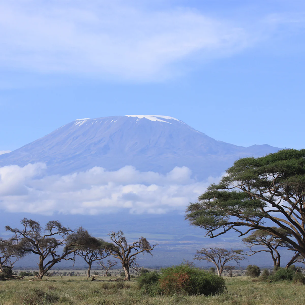 Tanzanite origin landscape with Mount Kilimanjaro rising beyond acacia trees in Tanzania, where rare Tanzanite is found.