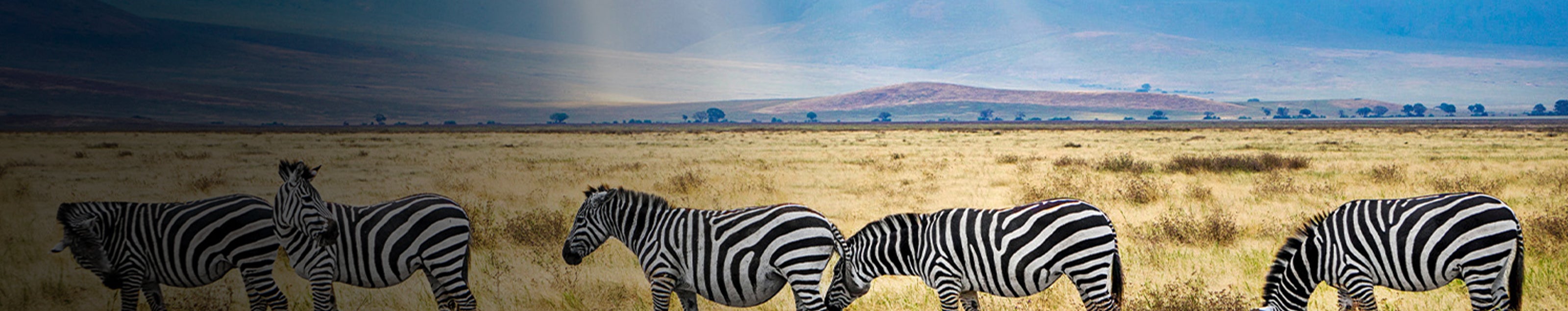 A captivating herd of zebras stands in a verdant field, their distinctive stripes creating a mesmerizing visual harmony