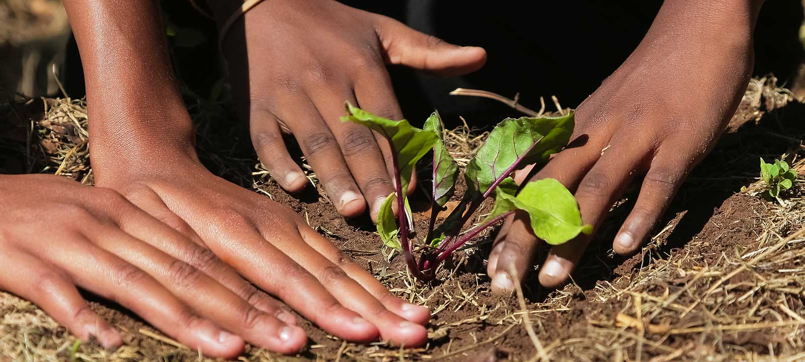 Hands together planting new trees